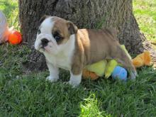 Puppies for sale , english bulldog puppies - Armenia, Gyumri