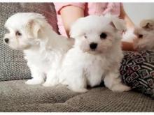 Puppies for sale maltese - Tajikistan, Dushanbe