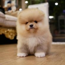 Puppies for sale pomeranian spitz - Netherlands, Eindhoven