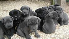 Puppies for sale italian corso dog - Lithuania, Vilnius