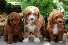 Puppies for sale poodle - Germany, Augsburg