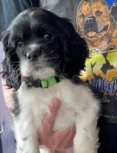 Puppies for sale cocker spaniel - Ireland, Dublin