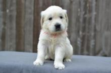 Puppies for sale golden retriever - Czech Republic, Czech-budievitsy