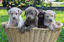 Puppies for sale labrador - Lithuania, Vilnius
