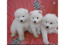 Puppies for sale samoyed dog (samoyed) - Ireland, Dublin