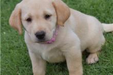 Puppies for sale labrador retriever - United Kingdom, Esek