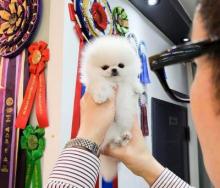 Puppies for sale pomeranian spitz - Russia, Bryansk