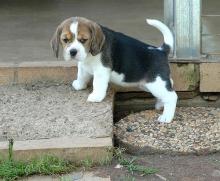 Puppies for sale , beagle - Ireland, Dublin