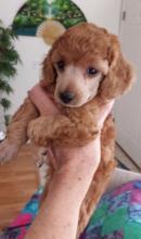Puppies for sale poodle - United Kingdom, Edinburgh
