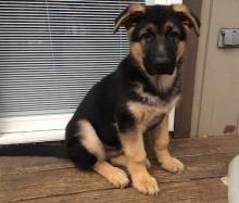 Puppies for sale german shepherd dog - Uzbekistan, Tashkent