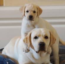 Puppies for sale , labrador - Spain, Merida