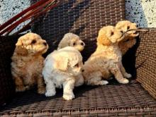 Puppies for sale other breed, bichpoo puppies - United Kingdom, Edinburgh