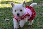 Puppies for sale west highland white terrier - Estonia, Kohtla-Jarve
