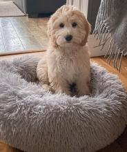 Puppies for sale , cockapoo - Germany, Braunschweig