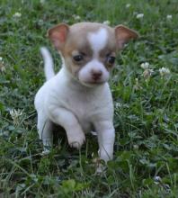 Puppies for sale chihuahua - Ireland, Cork