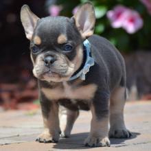 Puppies for sale french bulldog - Romania, Alexandria