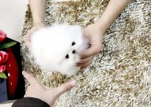 Puppies for sale pomeranian spitz - Austria, Graz