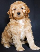 Puppies for sale , cockapoo - Ireland, Galway83926