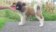 Puppies for sale akita - United Kingdom, Esek