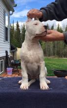 Puppies for sale other breed, dogo argentino - Sweden, Stockholm