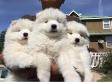 Puppies for sale samoyed dog (samoyed) - Estonia, Tallinn