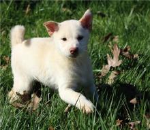 Puppies for sale , shiba inu - Ireland, CRAIGAVAN