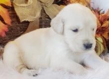 Puppies for sale golden retriever - Ireland, City in Northern Ireland