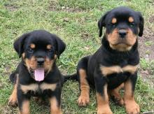 Puppies for sale rottweiler - Slovakia, Hradec Kralove