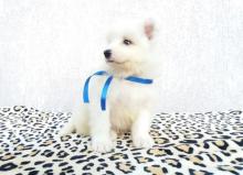 Puppies for sale samoyed dog (samoyed) - Romania, Alexandria. Price 10 €