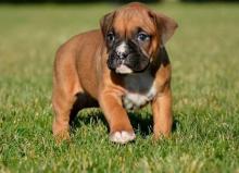 Puppies for sale boxer - Sweden, Goteborg. Price 11 €