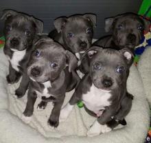 Puppies for sale staffordshire bull terrier, siberian husky - Ireland, Cork. Price 155 €