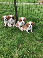 Puppies for sale king charles spaniel - Luxembourg, Luxembourg. Price 11 €