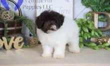Puppies for sale havanese - Ireland, Cork. Price 152 €