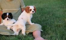 Puppies for sale king charles spaniel - Romania, Bucharest. Price 11 €