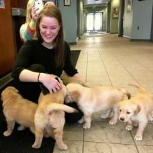 Puppies for sale golden retriever - United Kingdom, Edinburgh. Price 12 €