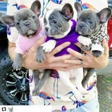 Puppies for sale french bulldog - Estonia, Tallinn. Price 12 €