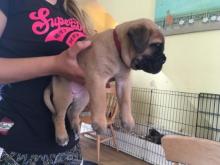 Puppies for sale bullmastiff - Germany, Duisburg. Price 10 €