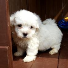 Puppies for sale , maltipoo   - Ireland, Cork. Price 12 €