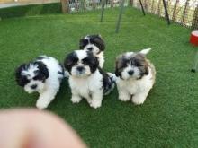 Puppies for sale shih tzu - Sweden, Stockholm