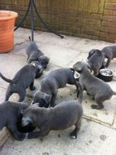 Puppies for sale staffordshire bull terrier - Czech Republic, Czech-budievitsy. Price 11 €