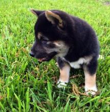 Puppies for sale other breed, shiba inu puppies - Ireland, Cork. Price 155 €