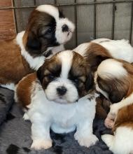 Puppies for sale shih tzu - Ireland, Cork