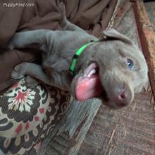 Puppies for sale labrador - Ireland, Cork. Price 18 €
