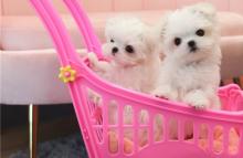 Puppies for sale maltese - Malta, Senglea