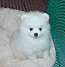 Puppies for sale pomeranian spitz - Luxembourg, Luxembourg. Price 10 €