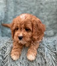 Puppies for sale , cavapoo - Tajikistan, Istaravshan