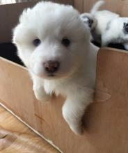 Puppies for sale samoyed dog (samoyed) - Moldova, Bender