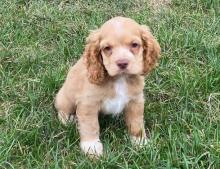 Puppies for sale cocker spaniel - Estonia, Kohtla-Jarve