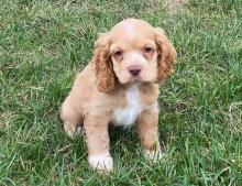 Puppies for sale cocker spaniel - Bulgaria, Dobrich