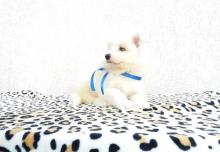Puppies for sale samoyed dog (samoyed) - Poland, Bielsko-Biala. Price 12 $
